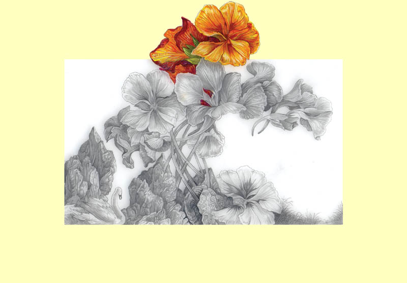 Dietrich Schuchardt Nasturtiums pencil and gouache drawing